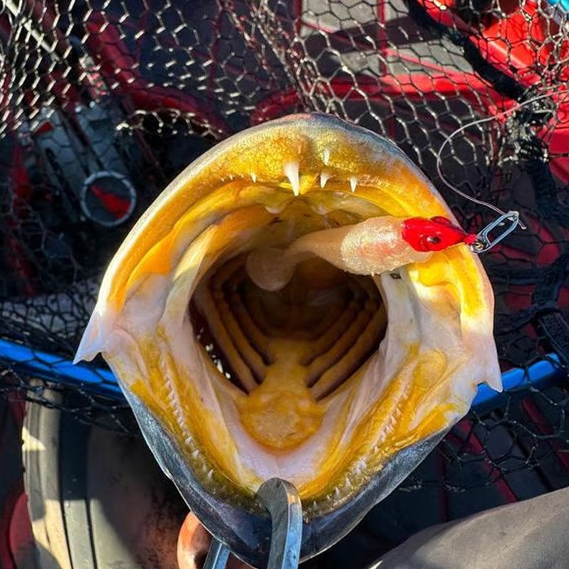 0063a6f0-9de3-4a44-9a7e-0babc5d86100