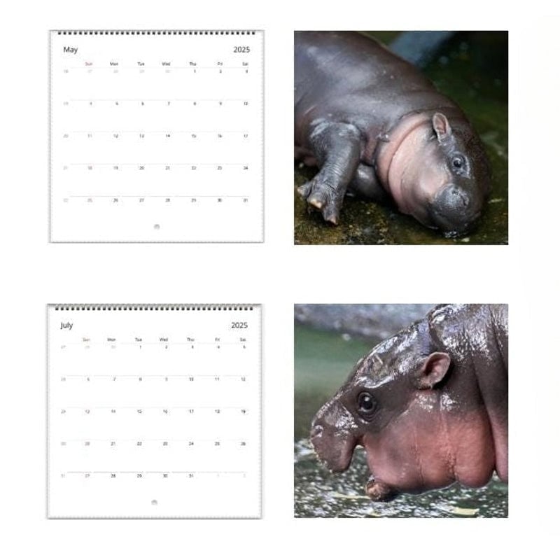 Moo Deng Kalender | Kalender 2025-1