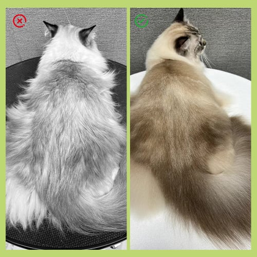 Gokeepy pet brush for wet bathing and dry grooming