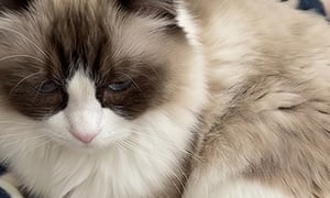 Pet grooming photo