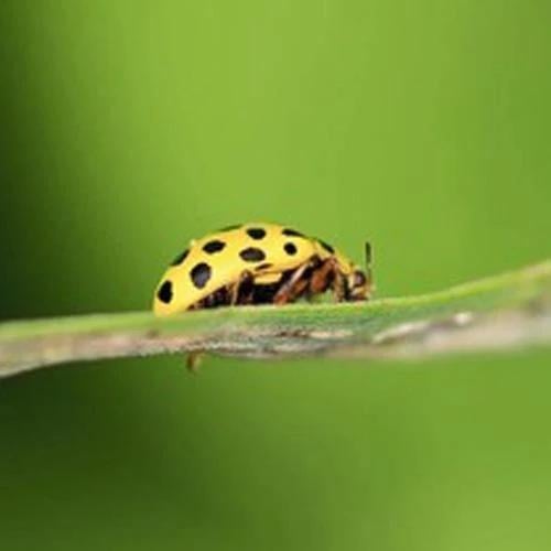 Android Endoscopio Cámara flexible e impermeable