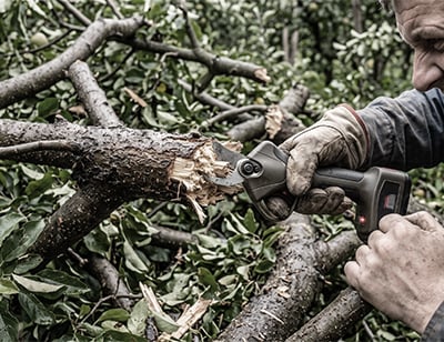 Pruning a demanding thick branch