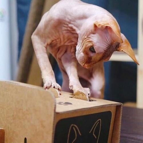 Cat Punch Cat toy Corrugated Cardboard