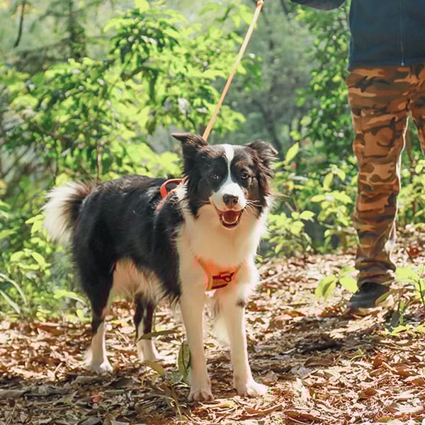 All-in-One Dog Harness and Retractable Leash Set