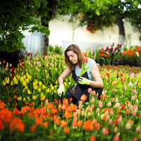 Portable Garden Weed Pulling Tool