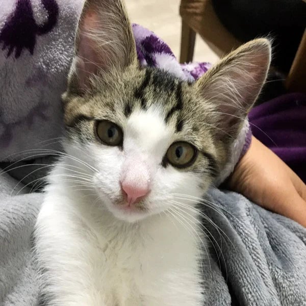 Hoppy Katze Schürze