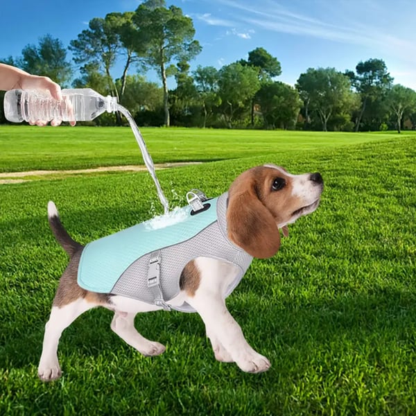 Gilet de refroidissement pour animaux de compagnie d'été
