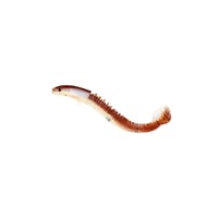 Nieuw ontwerp Angler Dragon Loach Lure 46 sectie zacht aas