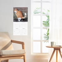 Katteafskræk kalender