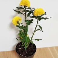 🌱Spezieller Stützstab für Topfpflanzen