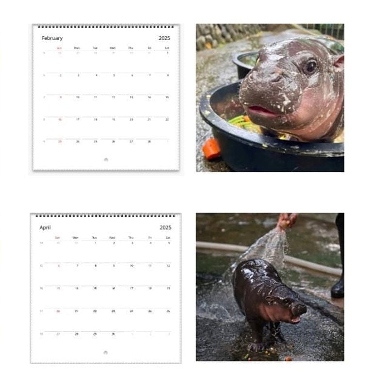 Moo Deng Kalender | Kalender 2025-1