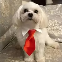 Doggy gentleman bow tie