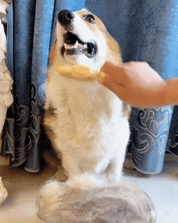 GIF_3945c60e-f41a-4bad-9d78-b90096da1d11
