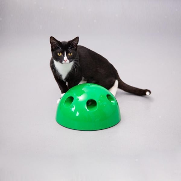 Das Guck-Guck-Spiel für die Katze