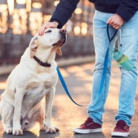 Portable Pet Poop Scooper