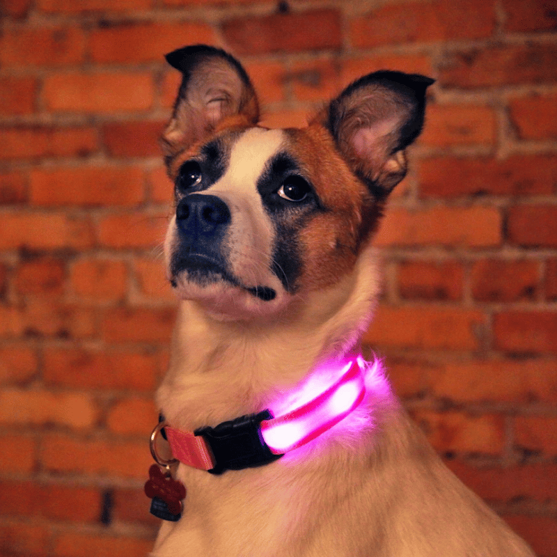 LED-Halsband
