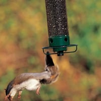 🐦Mangiatoia per uccelli a prova di scoiattolo