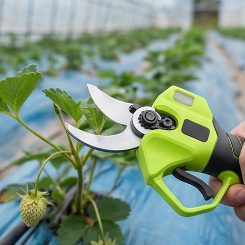 Cordless electric pruning shears used in a strawberry garden