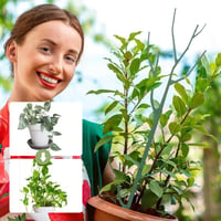 Plant climbing pole