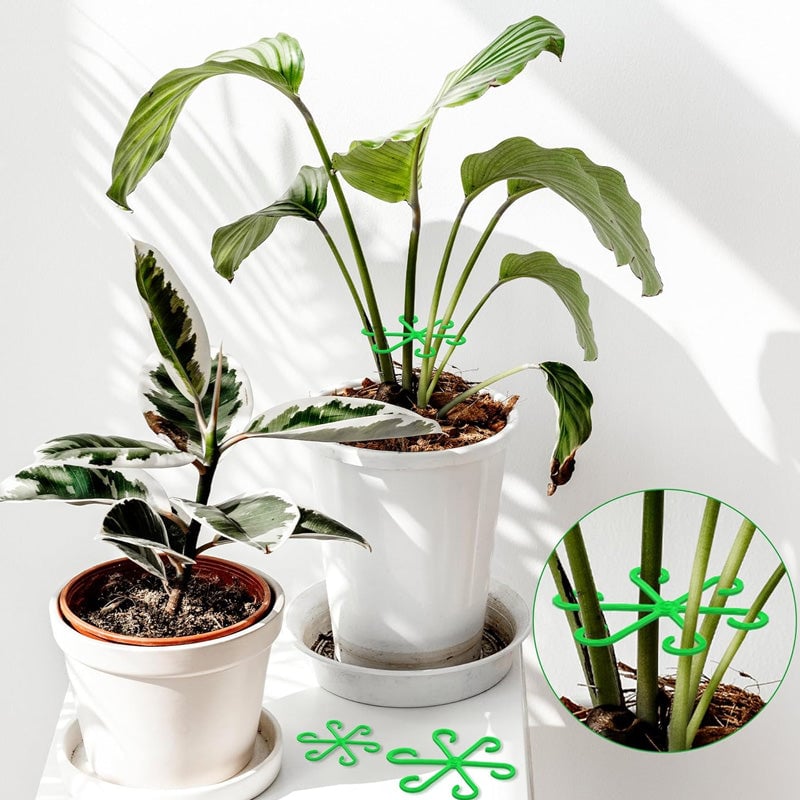 Monstera support retainer