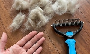 Pet grooming result