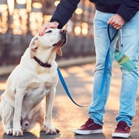 Portable Pet Poop Scooper
