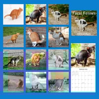 Katteafskræk kalender