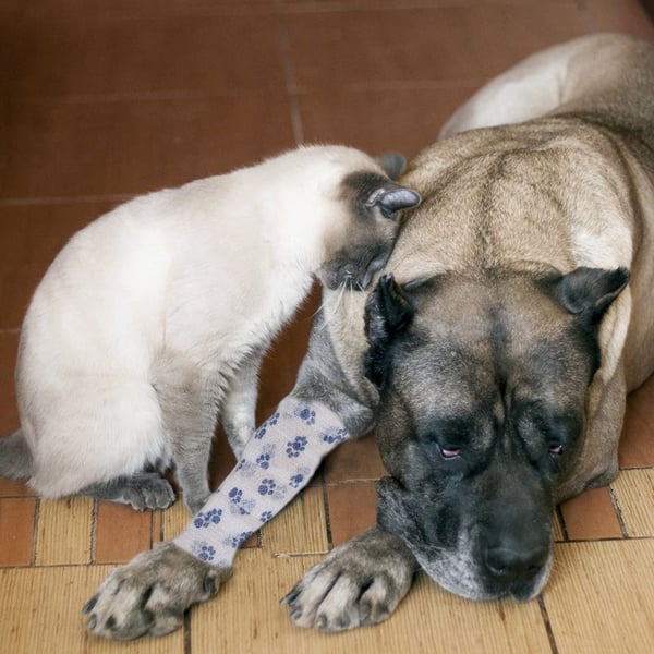 Nastro adesivo per animali domestici