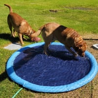 🐶Tanzschwimmbad für Hunde & Familie🐱