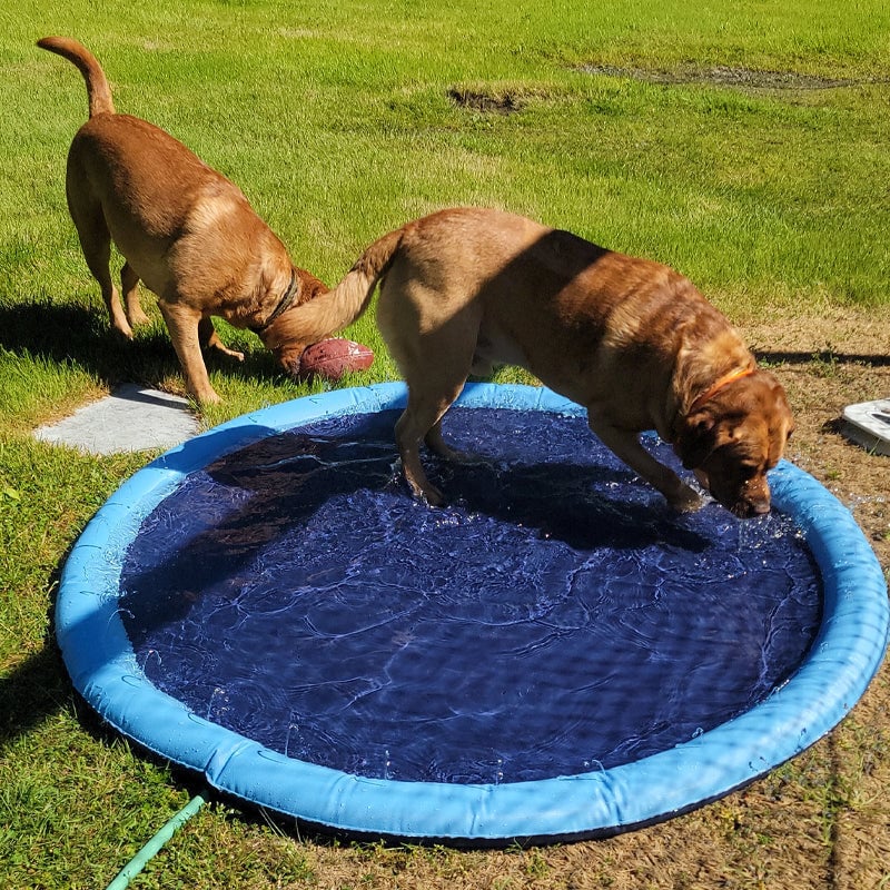 🐶Tanzschwimmbad für Hunde & Familie🐱