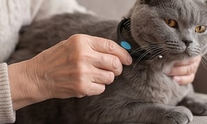 Pet grooming photo