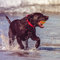 Interactive Dog Toys Dog Ball