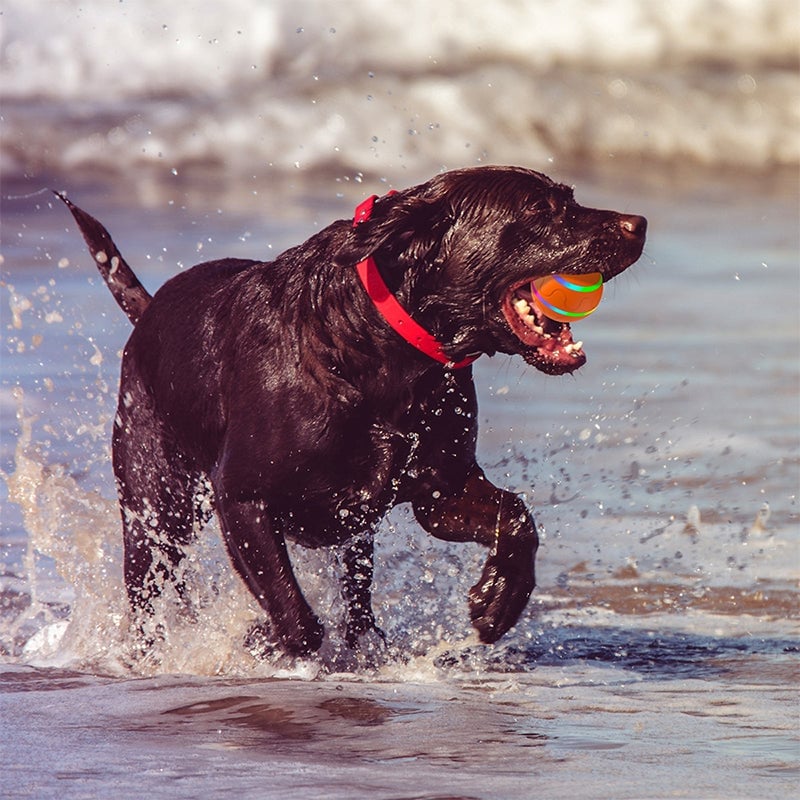 Interactive Dog Toys Dog Ball