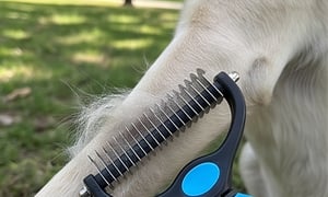 Pet grooming result