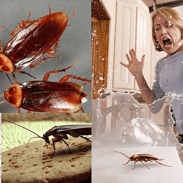 Sale- Kakerlakenabwehrmittel