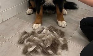 Pet grooming result