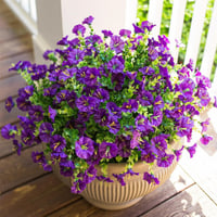 Artificial Morning Glory