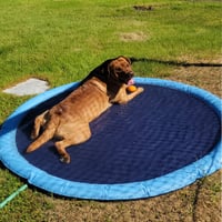🐶Tanzschwimmbad für Hunde & Familie🐱