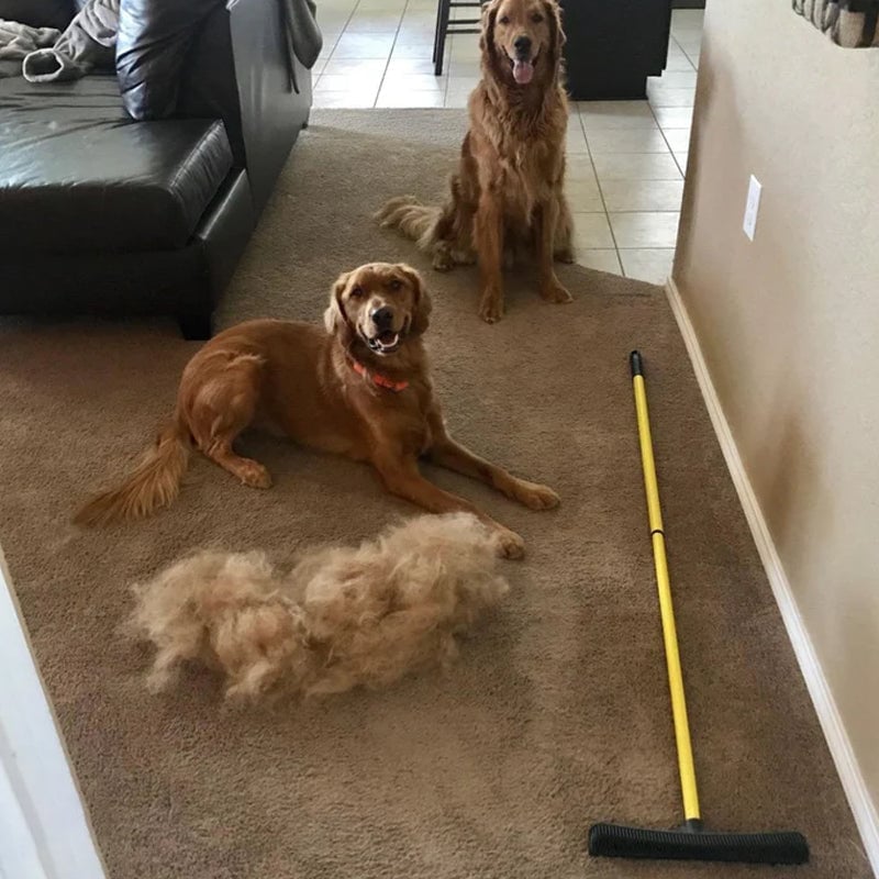 Besen zur Tierhaarentfernung