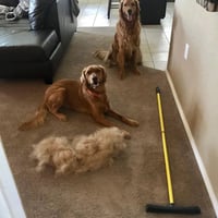 Balai d'élimination des poils d'animaux