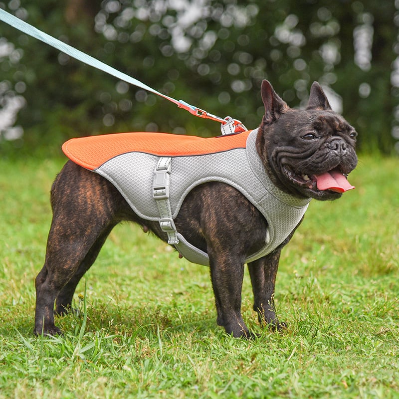 Gilet de refroidissement pour animaux de compagnie d'été