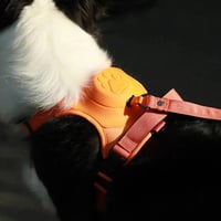 Geschirr mit integrierter Leine