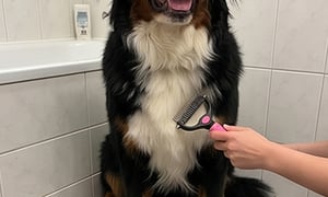 Pet grooming photo