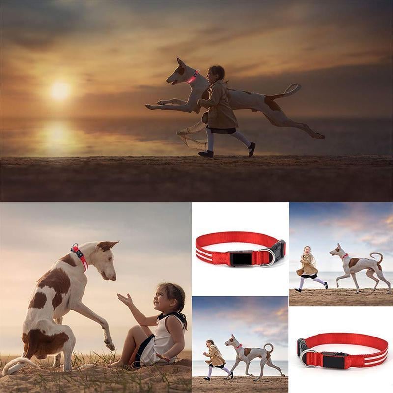 LED-Halsband