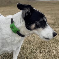 12 maanden vlooien- en tekenvrij