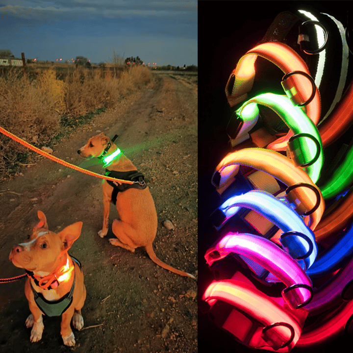 LED-Halsband