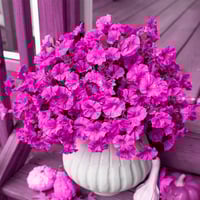 Artificial Morning Glory