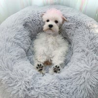Cozy Rund Husdjursbädd
