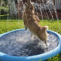 🐶Tanzschwimmbad für Hunde & Familie🐱