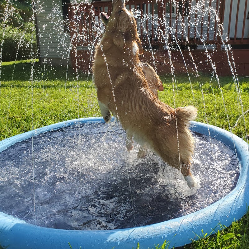 🐶Tanzschwimmbad für Hunde & Familie🐱